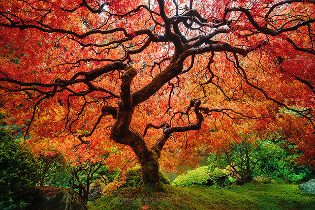 Đây cũng là một trong những loài cây báo hiệu thu sang. Khi màu lá chuyển sang sắc đỏ ối cũng là lúc đất trời có sự chuyển mùa.