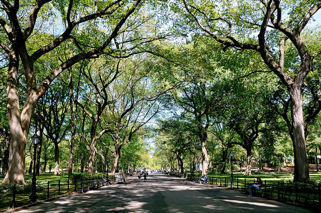 Hàng cây mướt xanh trong tuyến phố đi bộ Poet ở Công viên Trung tâm, thành phố New York, Mỹ