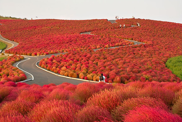 Công viên nhuộm màu đỏ ối vào mùa thu. Từ màu xanh mướt, các bụi cây Kochia đồng loạt chuyển màu